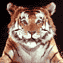 BengalTiger